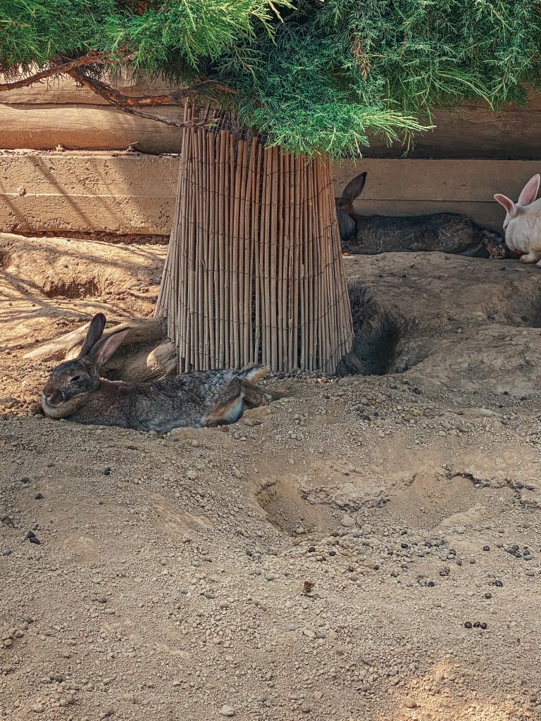 Glamping nel Bioparco: con Zoom Torino dormi in Africa